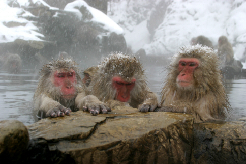 http://www.snowjapan.com/photograph-resources/snow-monkeys-official.jpg